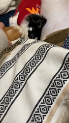 中村秀敏ブリーダーからお迎えしたチワワ(ロング)：らんちゃん