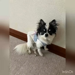 中村秀敏ブリーダーからお迎えしたチワワ(ロング)：らんちゃん