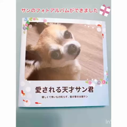 中村秀敏ブリーダーからお迎えしたチワワ(ロング)：らんちゃん