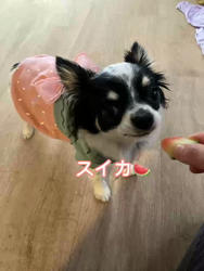 中村秀敏ブリーダーからお迎えしたチワワ(ロング)：らんちゃん