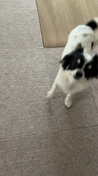 中村秀敏ブリーダーからお迎えしたチワワ(ロング)：らんちゃん