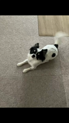 中村秀敏ブリーダーからお迎えしたチワワ(ロング)：らんちゃん