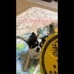 中村秀敏ブリーダーからお迎えしたチワワ(ロング)：らんちゃん