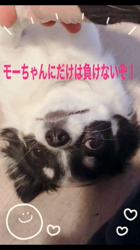 中村秀敏ブリーダーからお迎えしたチワワ(ロング)：らんちゃん