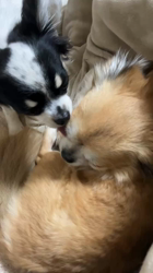 中村秀敏ブリーダーからお迎えしたチワワ(ロング)：らんちゃん