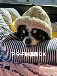 中村秀敏ブリーダーからお迎えしたチワワ(ロング)：らんちゃん