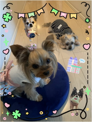 中村秀敏ブリーダーからお迎えしたチワワ(ロング)：らんちゃん