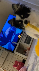 中村秀敏ブリーダーからお迎えしたチワワ(ロング)：らんちゃん