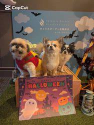 中村秀敏ブリーダーからお迎えしたチワワ(ロング):らんちゃん