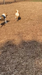 深沢ことみブリーダーからお迎えした柴犬：マリーちゃん