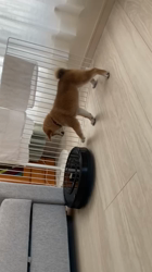 深沢ことみブリーダーからお迎えした柴犬：マリーちゃん