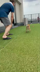 深沢ことみブリーダーからお迎えした柴犬：マリーちゃん