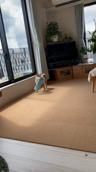 深沢ことみブリーダーからお迎えした柴犬：マリーちゃん