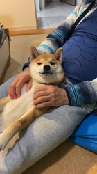 深沢ことみブリーダーからお迎えした柴犬：マリーちゃん