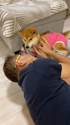 深沢ことみブリーダーからお迎えした柴犬：マリーちゃん