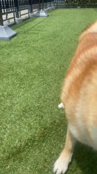 深沢ことみブリーダーからお迎えした柴犬：マリーちゃん