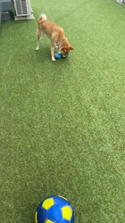 深沢ことみブリーダーからお迎えした柴犬：マリーちゃん