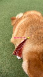 深沢ことみブリーダーからお迎えした柴犬：マリーちゃん