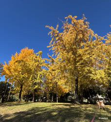 深沢ことみブリーダーからお迎えした柴犬：マリーちゃん