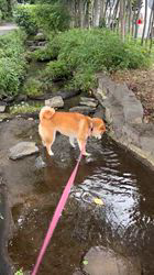 深沢ことみブリーダーからお迎えした柴犬：マリーちゃん