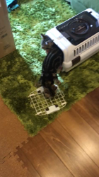 谷口久美子ブリーダーからお迎えしたアメリカンショートヘア：メグルくん