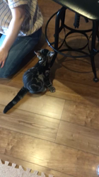 谷口久美子ブリーダーからお迎えしたアメリカンショートヘア：メグルくん