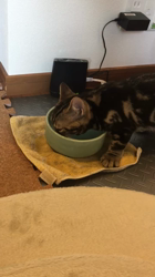 谷口久美子ブリーダーからお迎えしたアメリカンショートヘア：メグルくん