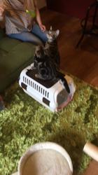 谷口久美子ブリーダーからお迎えしたアメリカンショートヘア：メグルくん