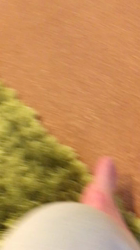 谷口久美子ブリーダーからお迎えしたアメリカンショートヘア：メグルくん