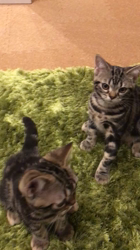 谷口久美子ブリーダーからお迎えしたアメリカンショートヘア：メグルくん