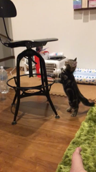 谷口久美子ブリーダーからお迎えしたアメリカンショートヘア：メグルくん