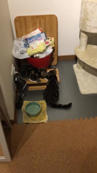 谷口久美子ブリーダーからお迎えしたアメリカンショートヘア：メグルくん