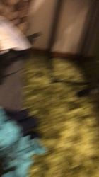 谷口久美子ブリーダーからお迎えしたアメリカンショートヘア：メグルくん