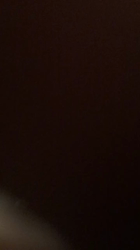 谷口久美子ブリーダーからお迎えしたアメリカンショートヘア：メグルくん