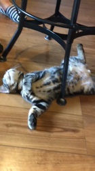 谷口久美子ブリーダーからお迎えしたアメリカンショートヘア：ナツくん