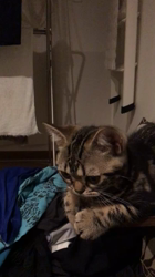 谷口久美子ブリーダーからお迎えしたアメリカンショートヘア：メグルくん