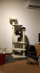 谷口久美子ブリーダーからお迎えしたアメリカンショートヘア：ナツくん