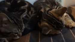 谷口久美子ブリーダーからお迎えしたアメリカンショートヘア：メグルくん