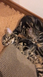 谷口久美子ブリーダーからお迎えしたアメリカンショートヘア：メグルくん