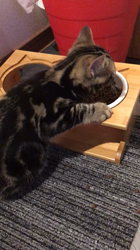 谷口久美子ブリーダーからお迎えしたアメリカンショートヘア：メグルくん