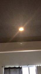 谷口久美子ブリーダーからお迎えしたアメリカンショートヘア：ナツくん