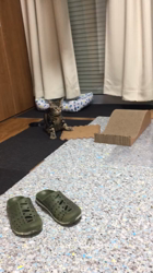 谷口久美子ブリーダーからお迎えしたアメリカンショートヘア：メグルくん