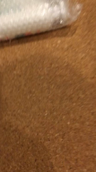 谷口久美子ブリーダーからお迎えしたアメリカンショートヘア：ナツくん