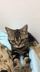 谷口久美子ブリーダーからお迎えしたアメリカンショートヘア：メグルくん