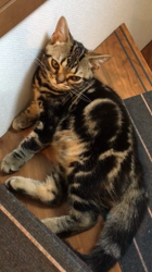 谷口久美子ブリーダーからお迎えしたアメリカンショートヘア：ナツくん