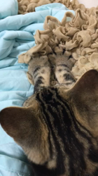 谷口久美子ブリーダーからお迎えしたアメリカンショートヘア：メグルくん