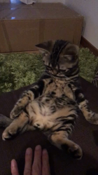 谷口久美子ブリーダーからお迎えしたアメリカンショートヘア：メグルくん