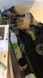 谷口久美子ブリーダーからお迎えしたアメリカンショートヘア：メグルくん