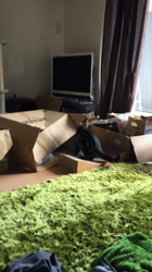 谷口久美子ブリーダーからお迎えしたアメリカンショートヘア：メグルくん