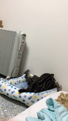 谷口久美子ブリーダーからお迎えしたアメリカンショートヘア：メグルくん